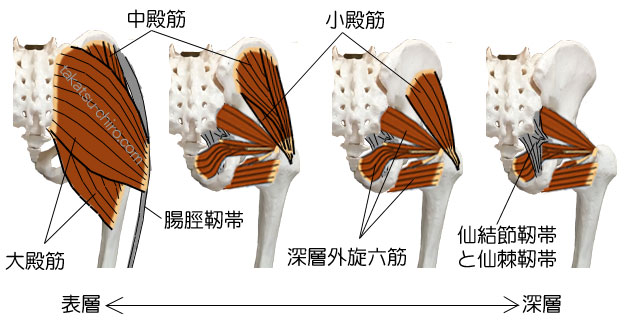 お尻の筋肉の層