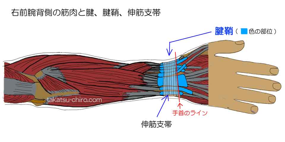 前腕手首の筋肉、腱、腱鞘、伸筋支帯