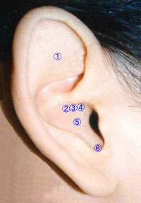 耳つぼダイエットのツボの位置