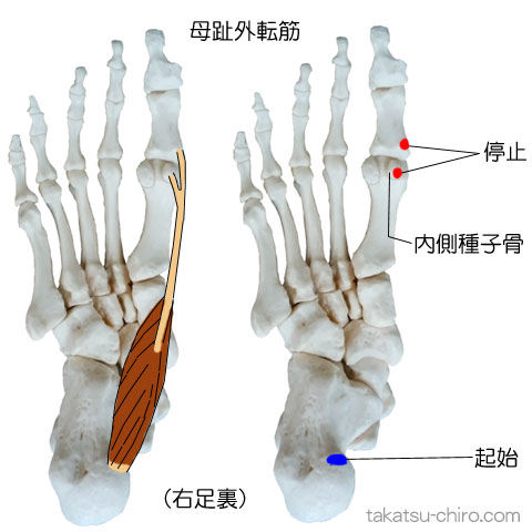 母趾外転筋の付着部、起始、停止