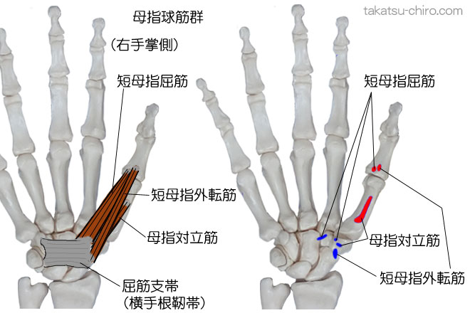 母指球筋群の付着部、起始、停止