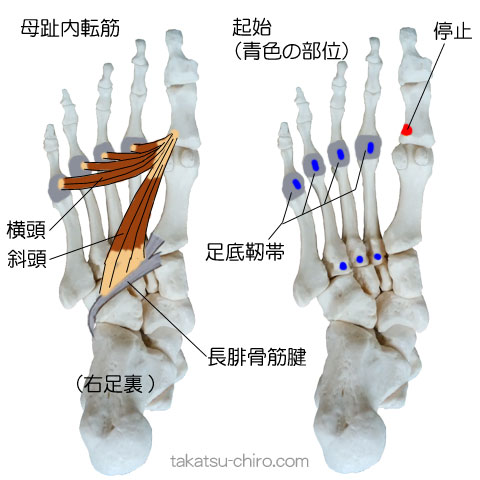 母趾内転筋の付着部、起始、停止