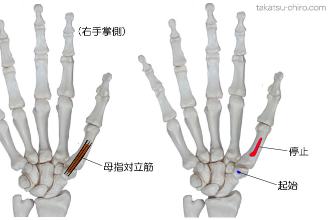 母指対立筋の付着部、起始、停止