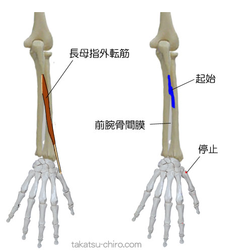 長母指外転筋の付着部、起始、停止