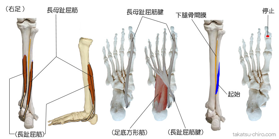 長母趾屈筋の付着部、起始、停止