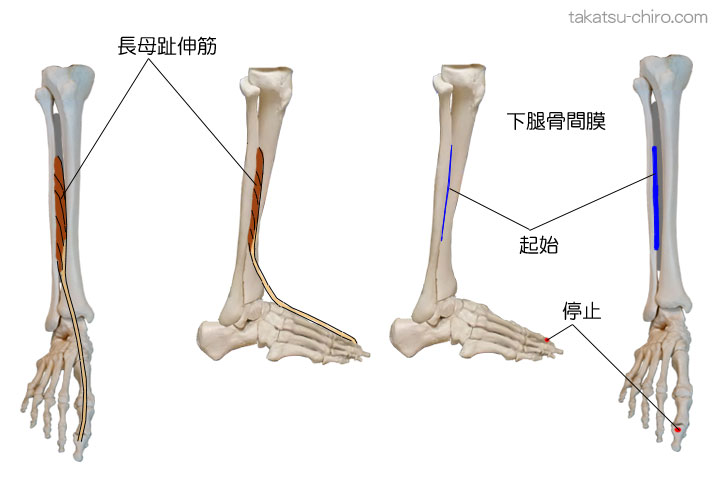 長母趾伸筋の付着部、起始、停止