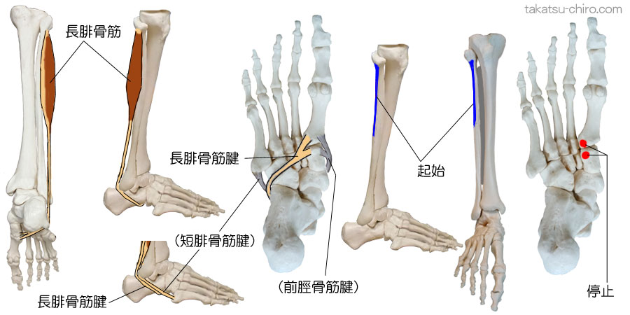 長腓骨筋の付着部、起始、停止