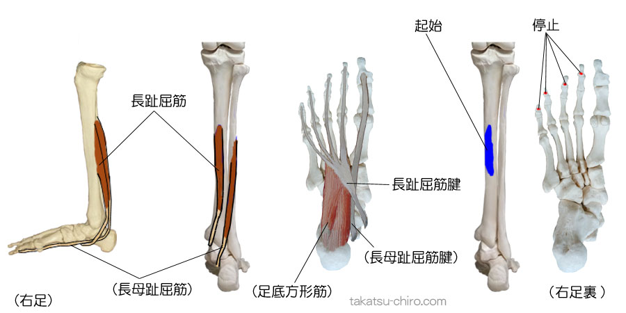 長趾屈筋の付着部、起始、停止