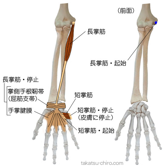 長掌筋と短掌筋の付着部、起始、停止