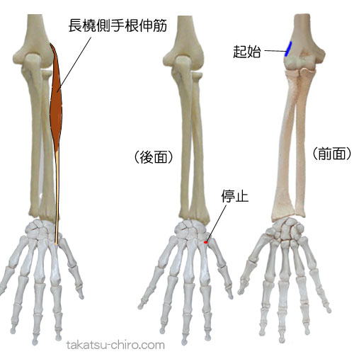長橈側手根伸筋の付着部、起始、停止
