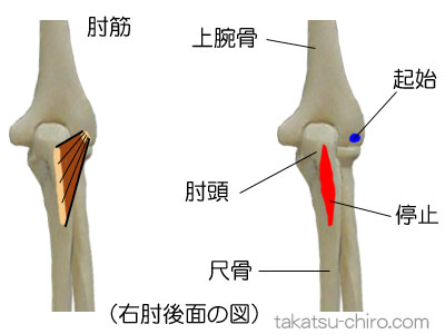 肘筋の付着部、起始、停止