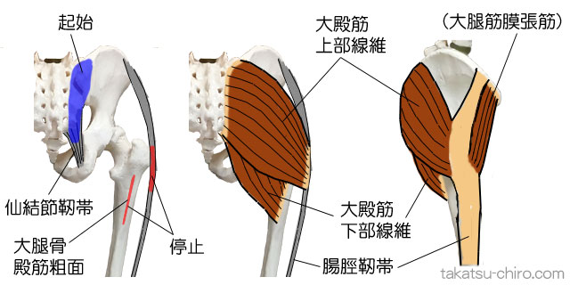 大殿筋の付着部、起始、停止