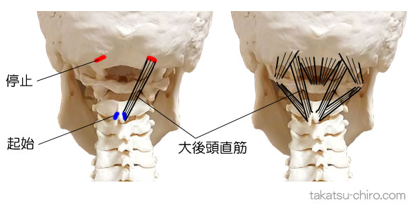 大後頭直筋の付着部、起始と停止