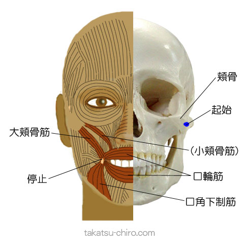大頬骨筋の付着部、起始、停止
