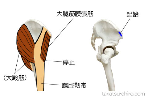 大腿筋膜張筋の付着部、起始、停止