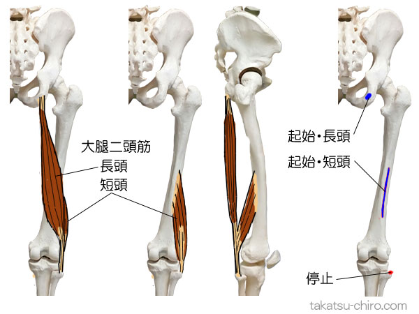 大腿二頭筋の付着部、起始、停止
