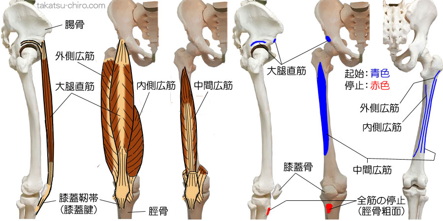 大腿四頭筋の付着部、起始、停止