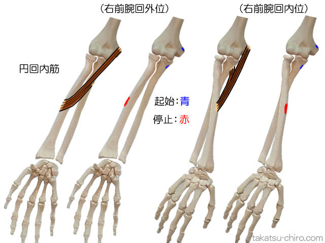 円回内筋の付着部、起始、停止