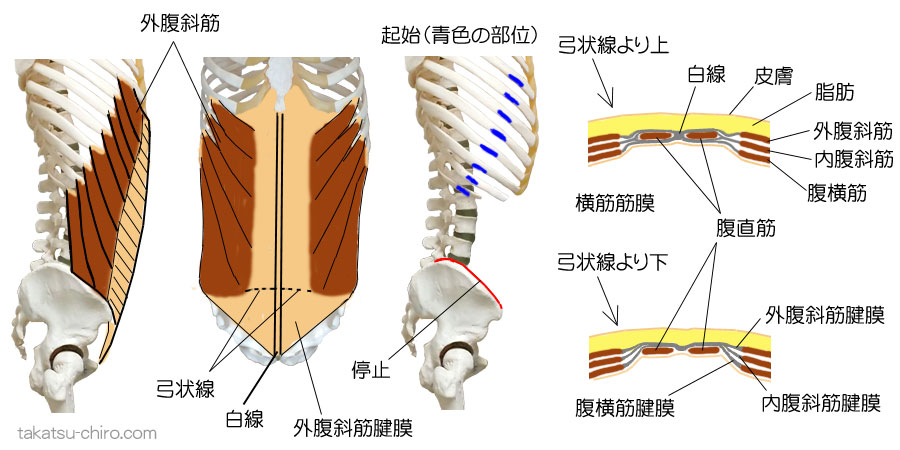 外腹斜筋の付着部、起始、停止