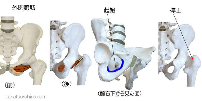 外閉鎖筋の付着部、起始、停止