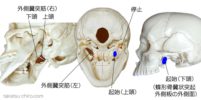 外側翼突筋の付着部、起始、停止