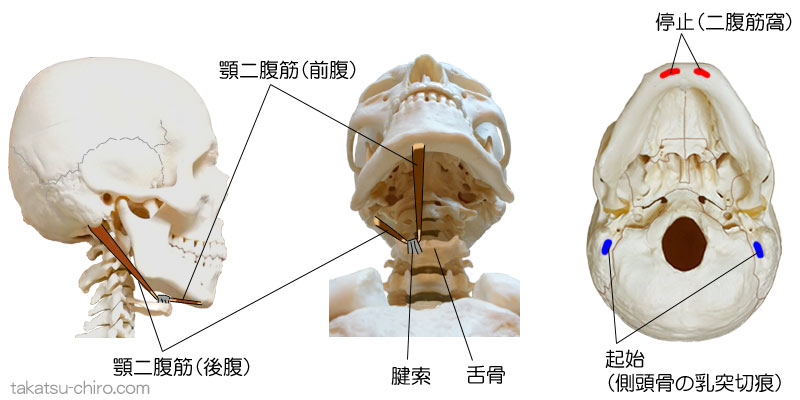 顎二腹筋の付着部、起始、停止