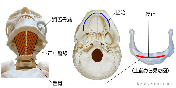 顎舌骨筋の付着部、起始、停止