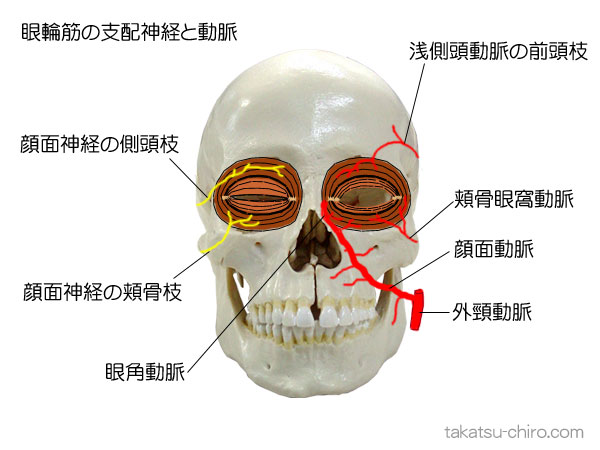 眼輪筋の支配神経と動脈