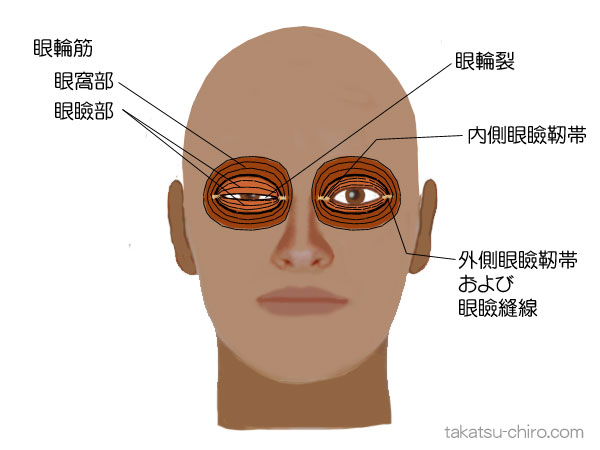 眼輪筋の付着部