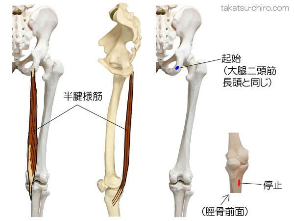 半腱様筋の付着部、起始、停止