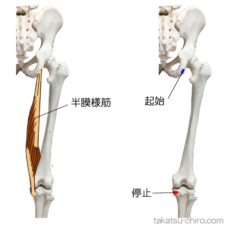 半膜様筋の付着部、起始、停止