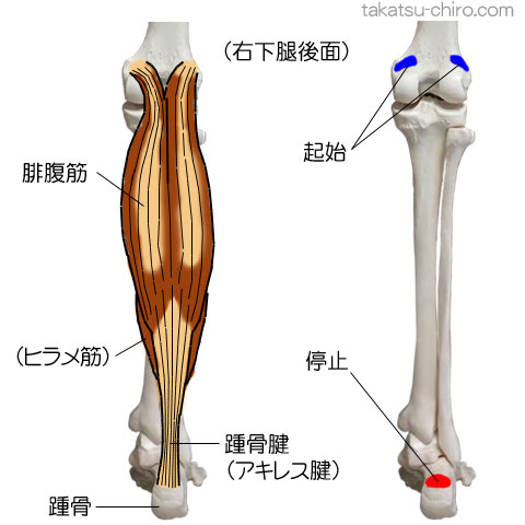 腓腹筋の付着部、起始、停止