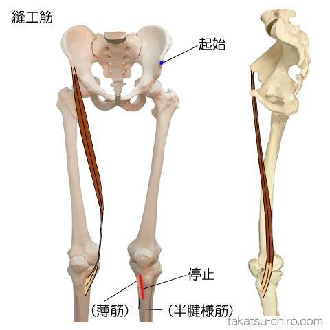 縫工筋の付着部、起始、停止