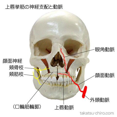 上唇挙筋の支配神経と動脈