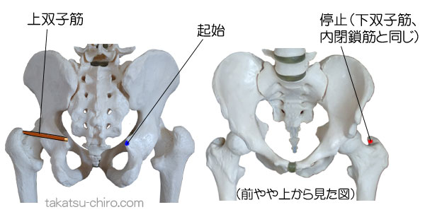 上双子筋の付着部、起始、停止