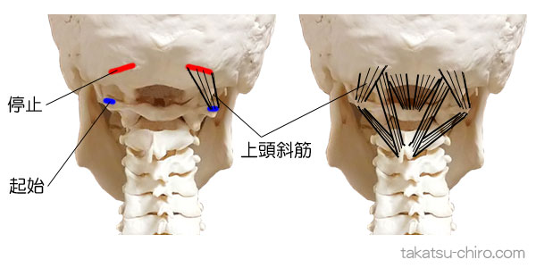 上頭斜筋の付着部、起始と停止