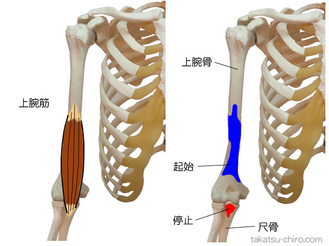 上腕筋の付着部、起始、停止