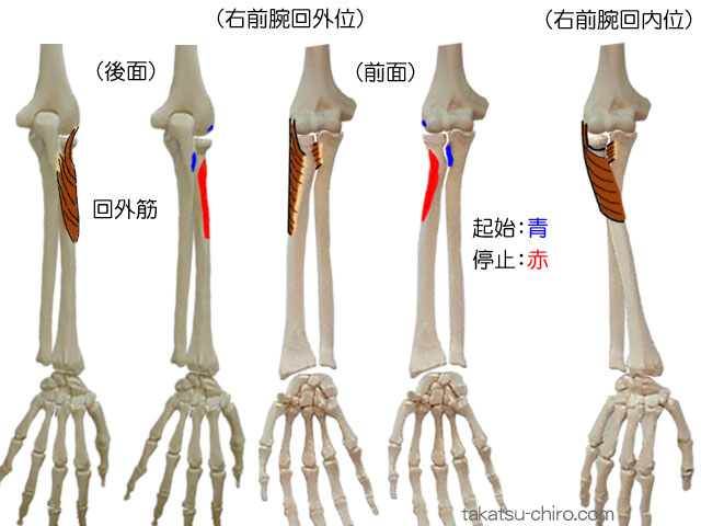 回外筋の付着部、起始、停止