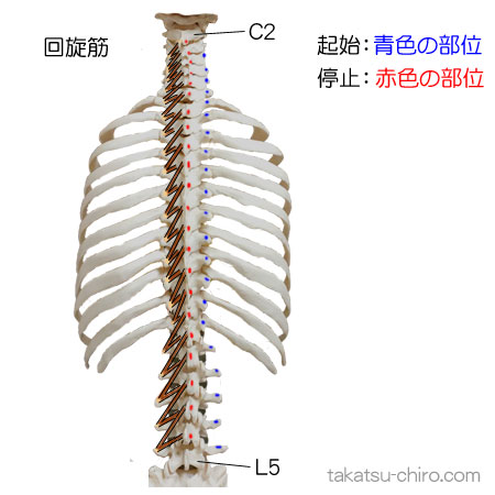回旋筋の付着部、起始、停止