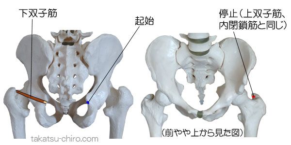 下双子筋の付着部、起始、停止