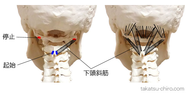 下頭斜筋の付着部、起始と停止