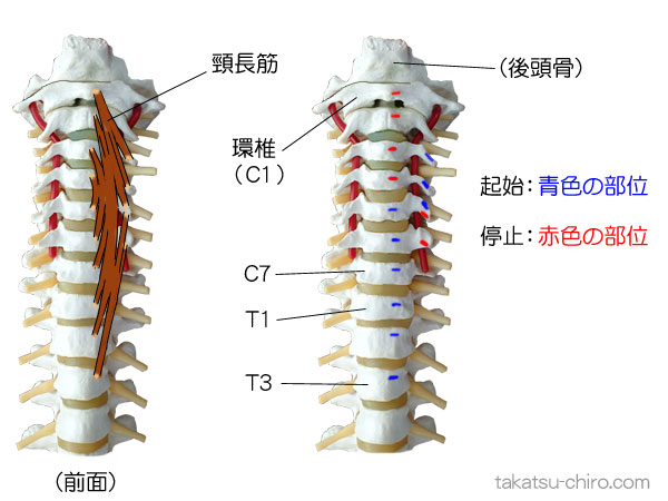 頸長筋の付着部、起始、停止
