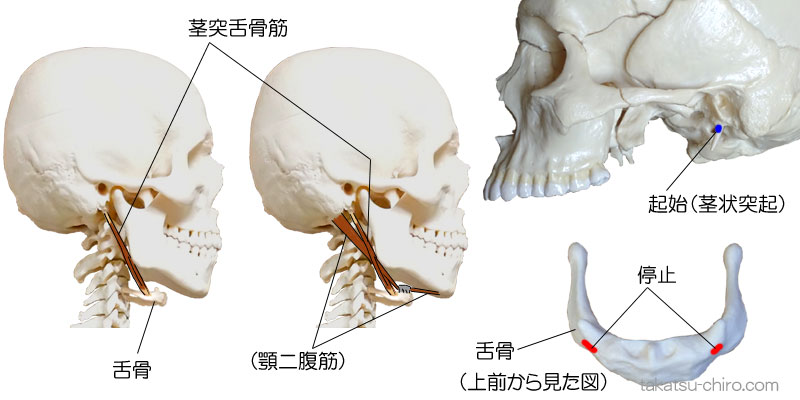 茎突舌骨筋の付着部、起始、停止