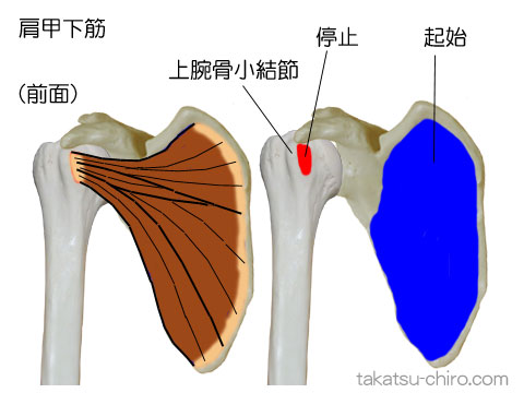 肩甲下筋の付着部、起始、停止