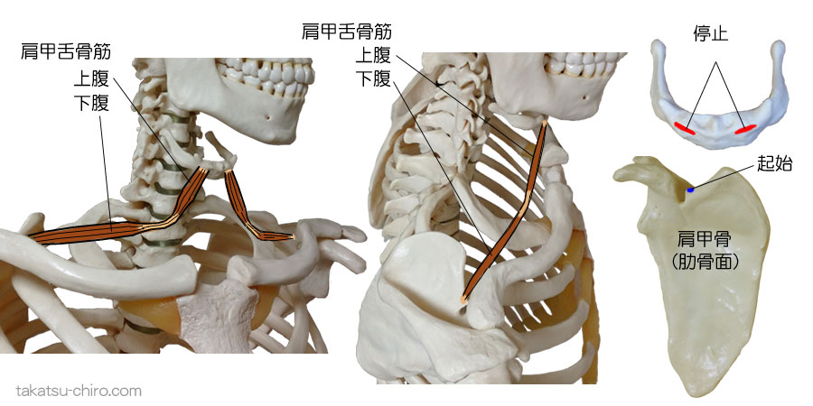 肩甲舌骨筋の付着部、起始、停止
