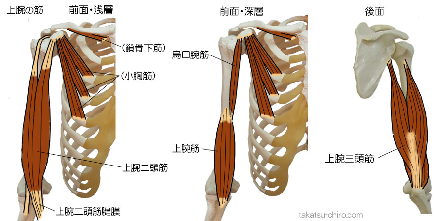 上腕の筋肉