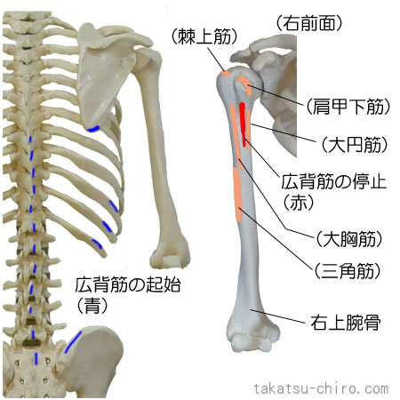 広背筋の付着部、起始、停止