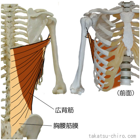 広背筋