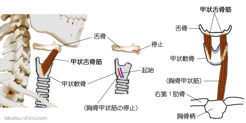 甲状舌骨筋の付着部、起始、停止