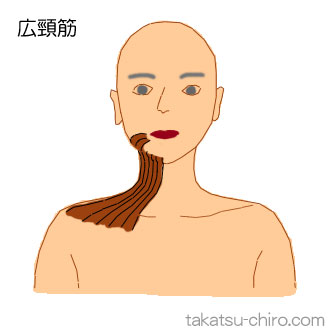 広頸筋